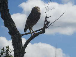 Image of Burrowing Owl