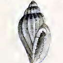Image of Eucithara lepidella (Hervier 1897)