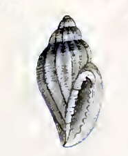 Image of Eucithara lepidella (Hervier 1897)