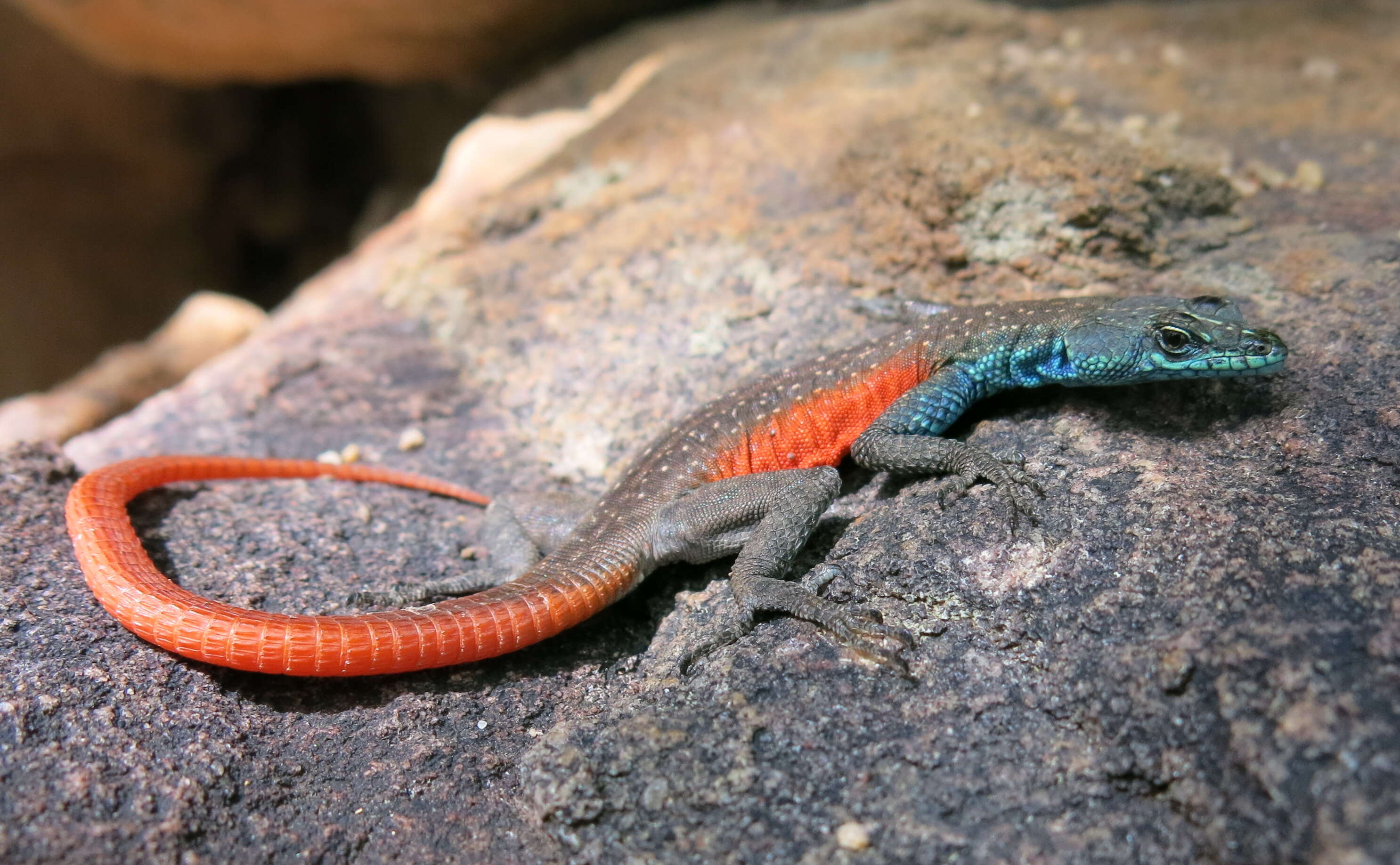 Image of Waterberg Flat Lizard