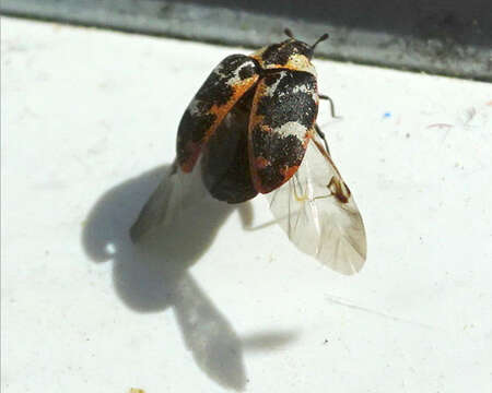 Image of carpet beetle