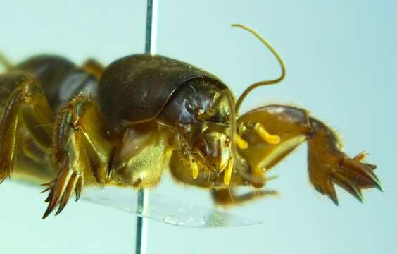 Image of mole crickets