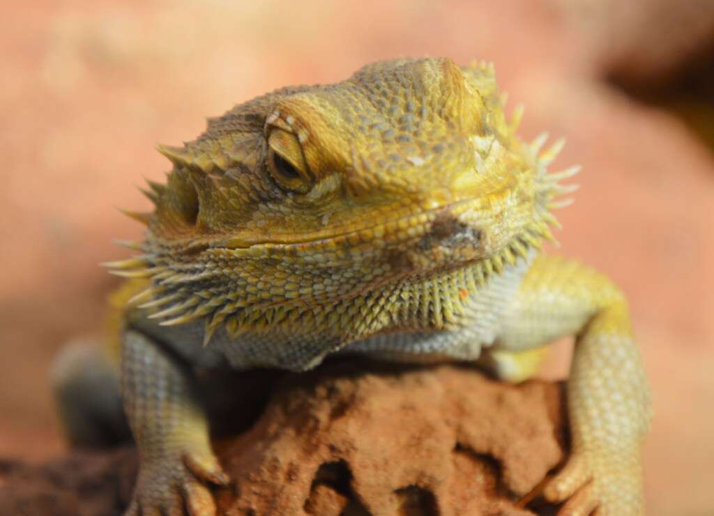 Image of Central bearded dragon