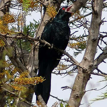 Image of Black-billed Koel