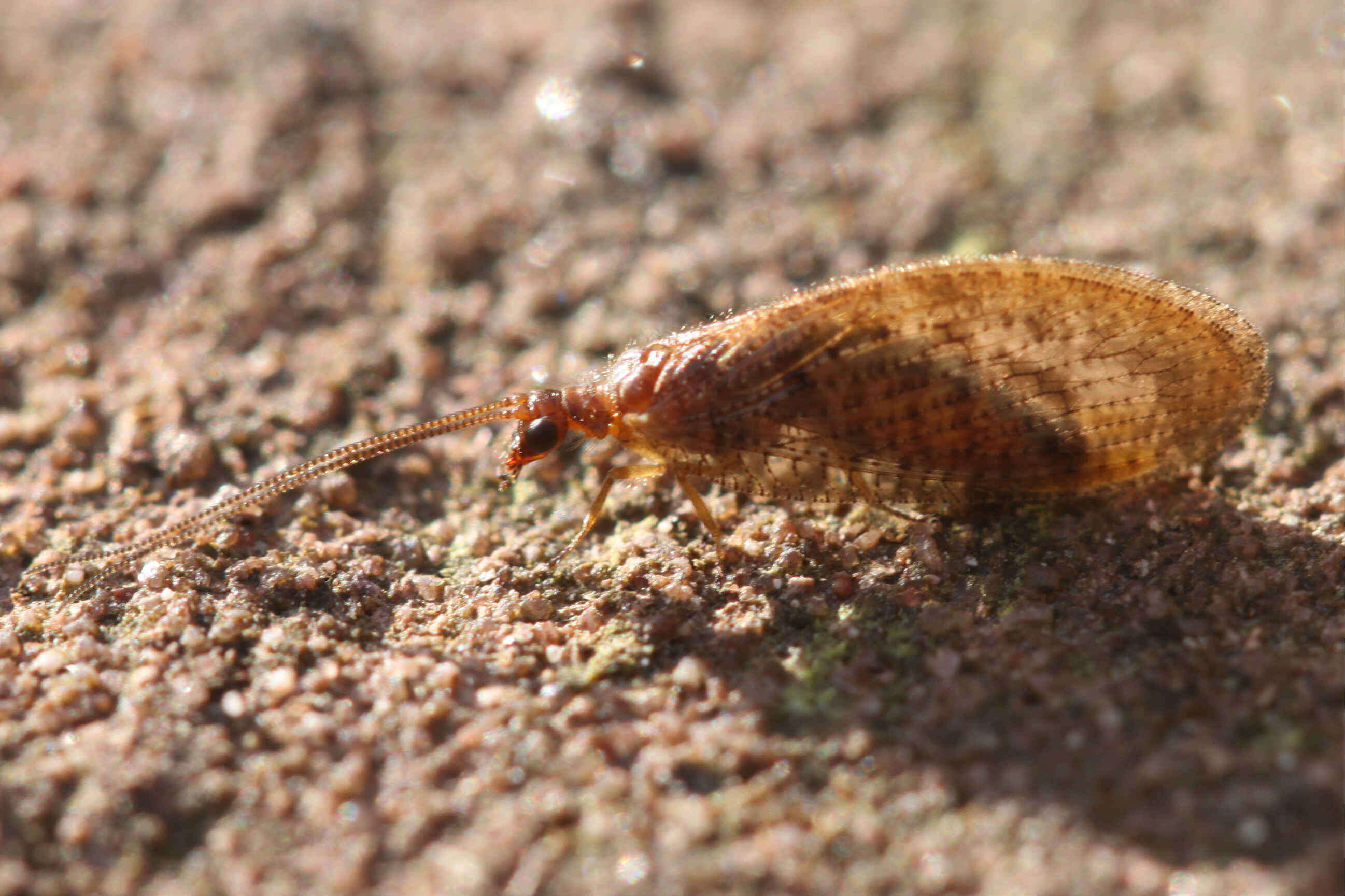 Image of Hemerobius stigma Stephens 1836