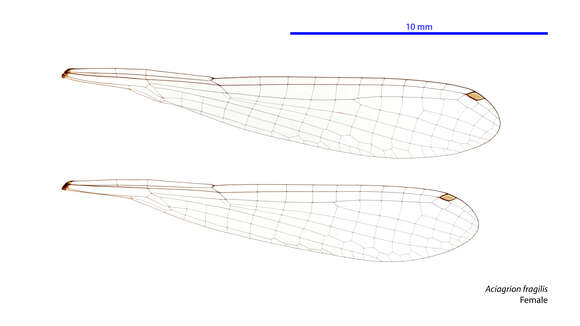 Aciagrion fragilis resmi