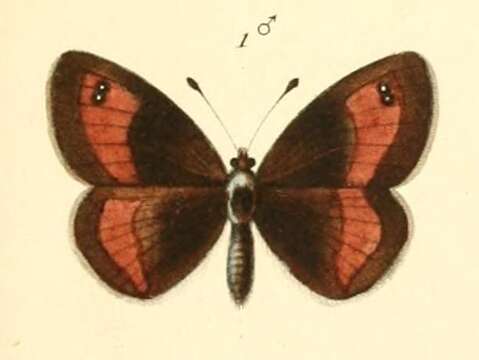 Image of Erebia aethiopellus