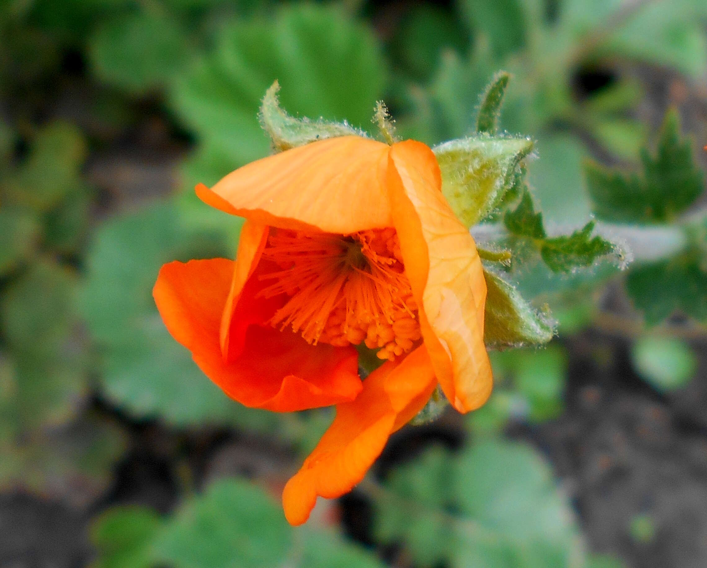 Image of Geum coccineum Sibth. & Sm.