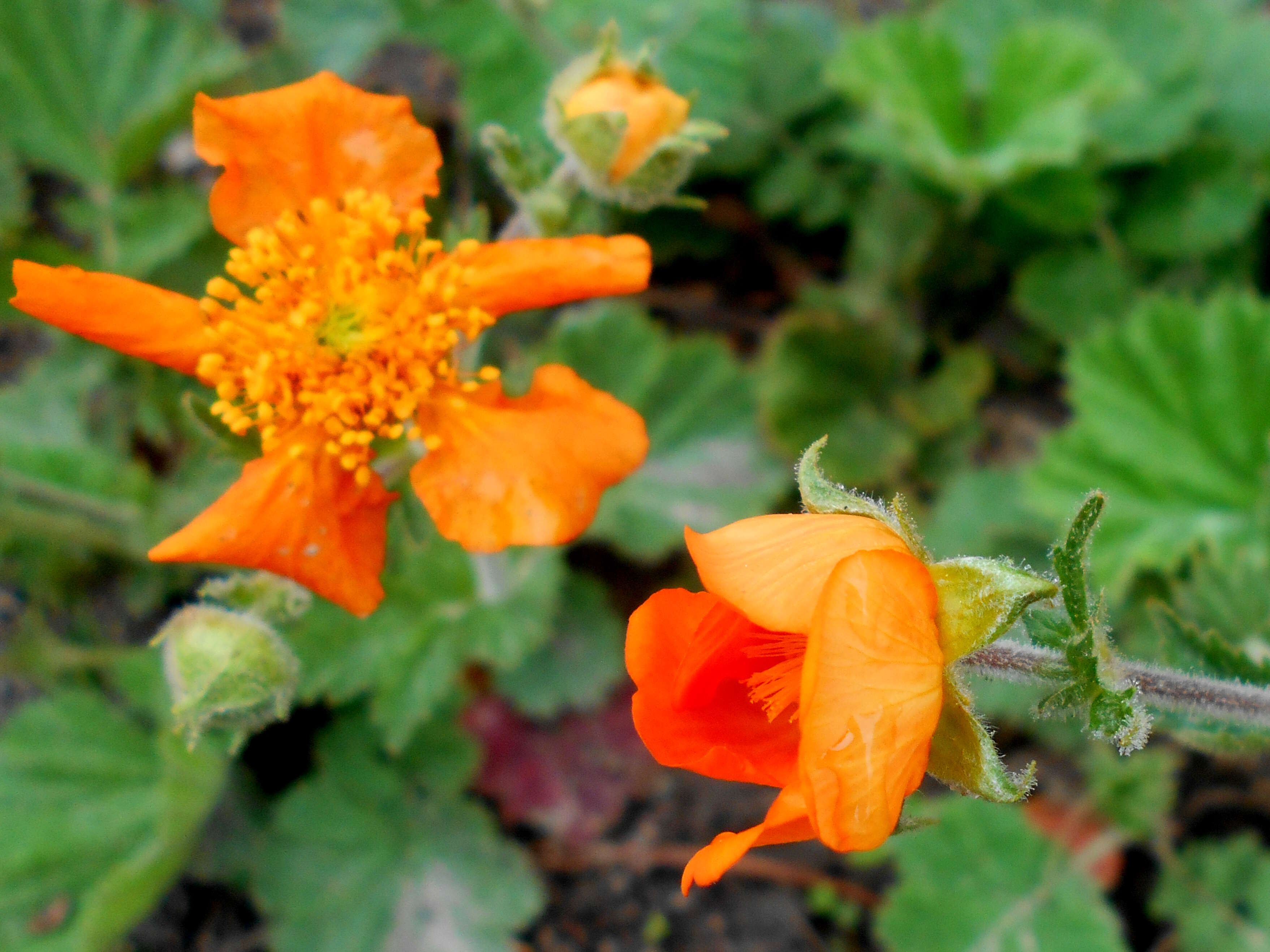 Image of Geum coccineum Sibth. & Sm.