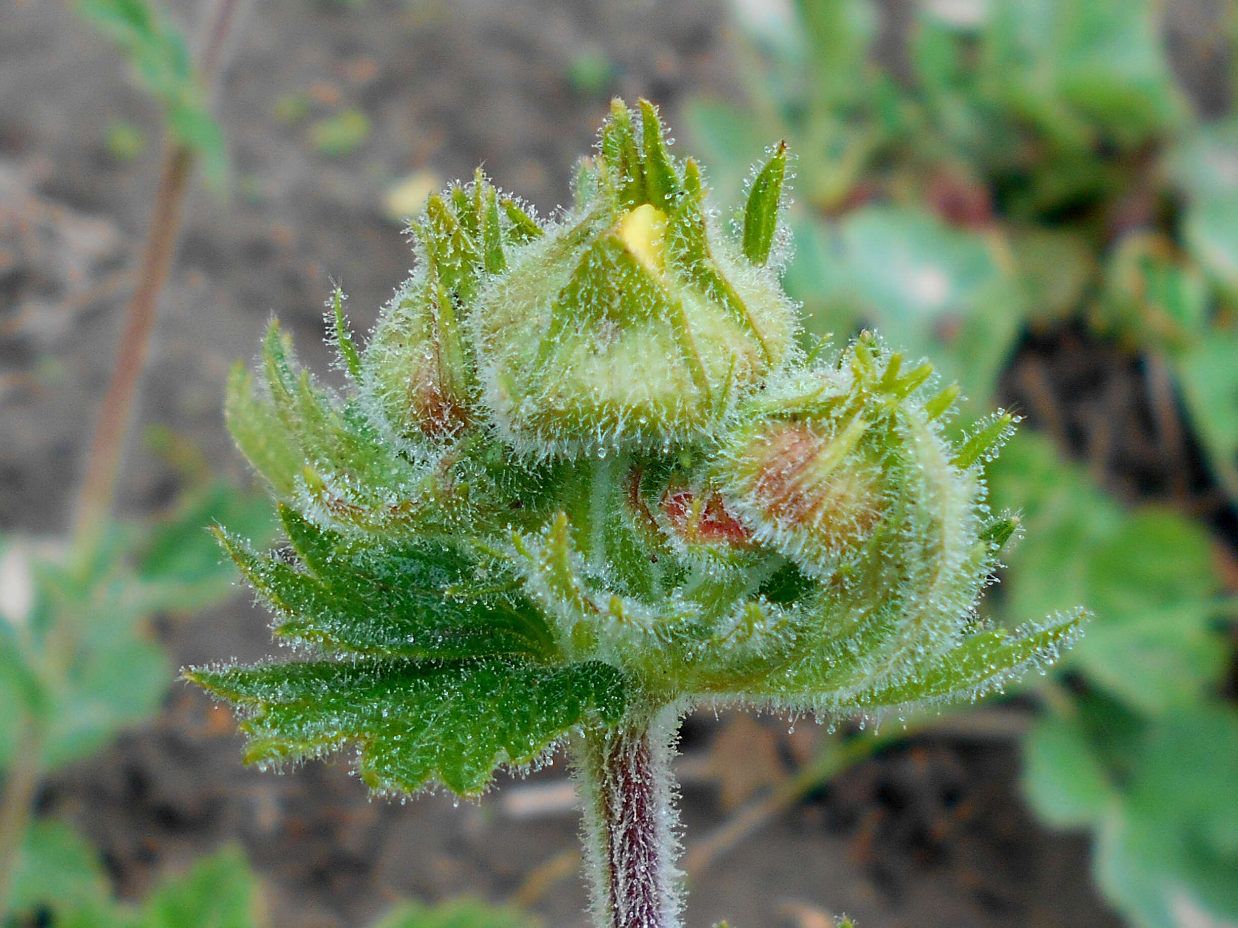 Image of Geum coccineum Sibth. & Sm.