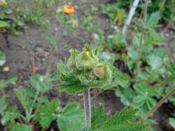 Image of Geum coccineum Sibth. & Sm.