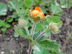 Image of Geum coccineum Sibth. & Sm.