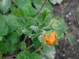 Image of Geum coccineum Sibth. & Sm.