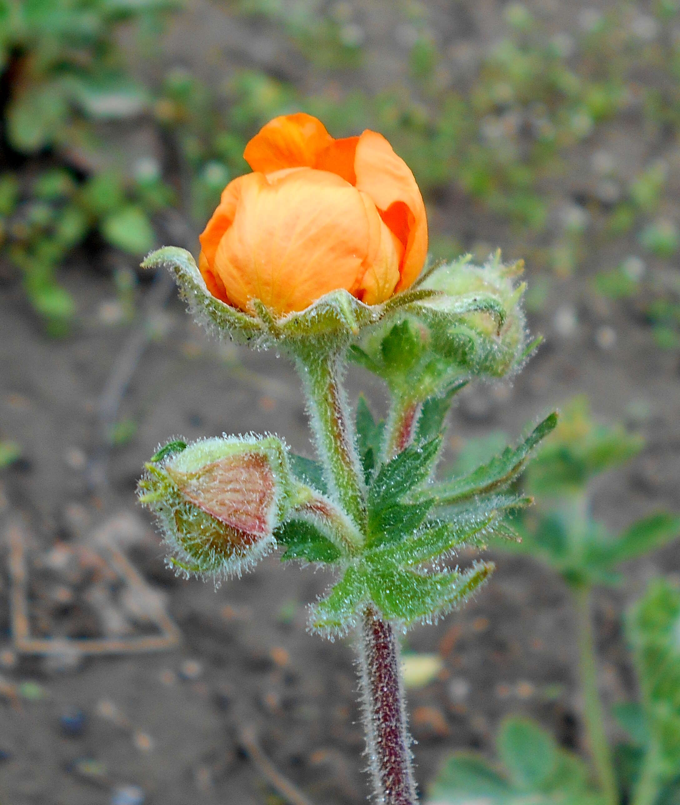 Image of Geum coccineum Sibth. & Sm.