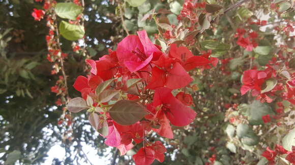 Слика од Bougainvillea