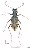 Image of Neocicindela