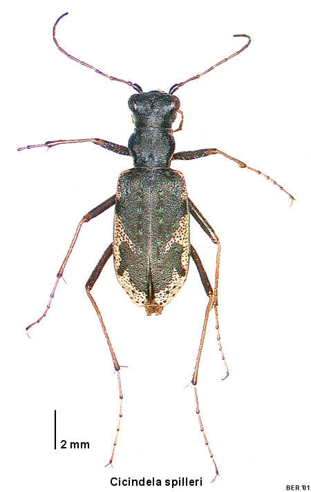 Image of Neocicindela