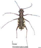 Image of New Zealand common tiger beetle