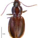 Plancia ëd Kiwiharpalus townsendi Larochelle & Larivière 2005