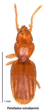 Image of Pelodiaetus