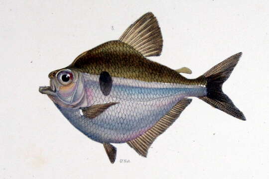 Image of Discus tetra