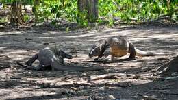 Image of Komodo Dragon