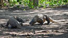 Image of Komodo Dragon