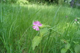 صورة Silene dioica (L.) Clairv.