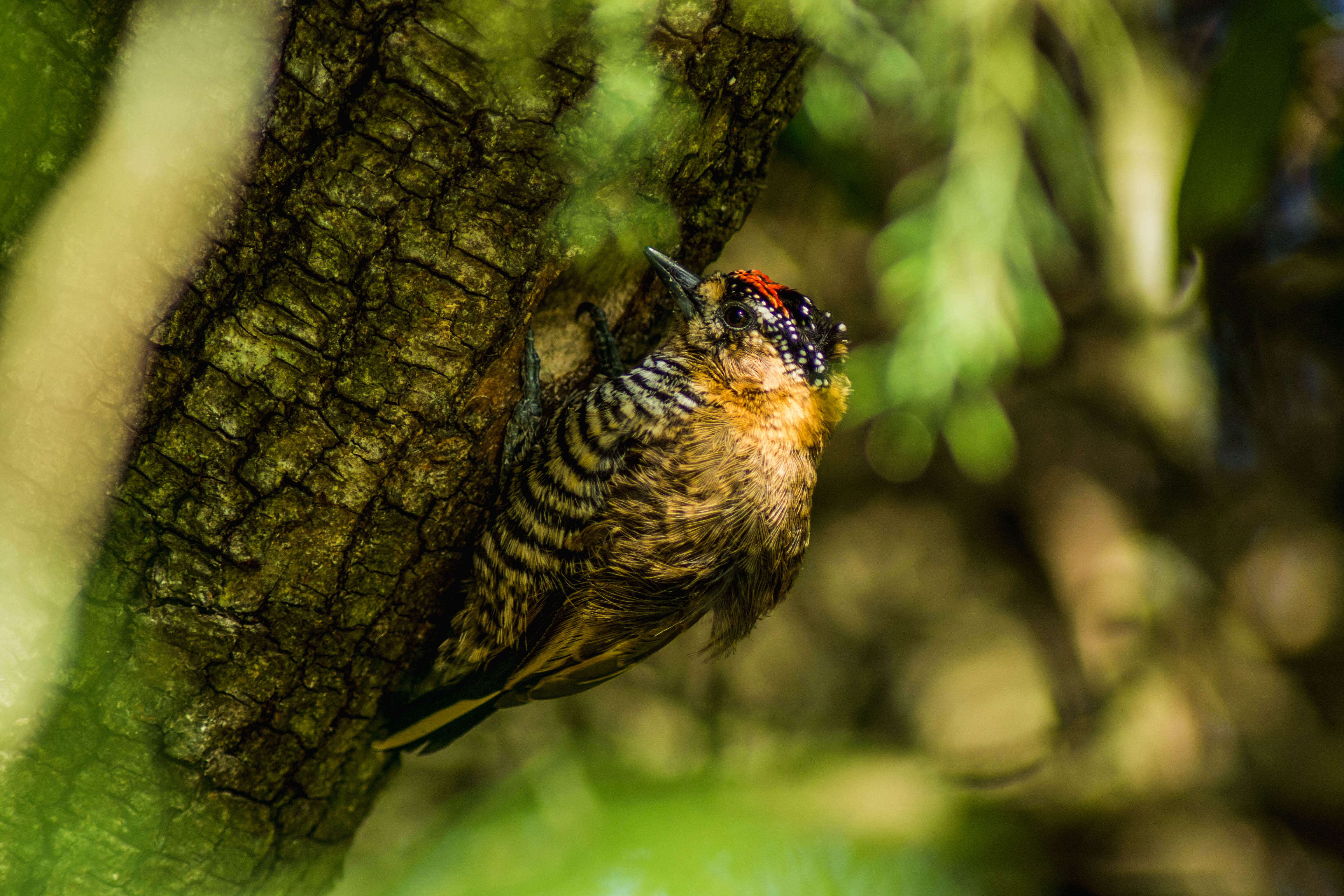 Image of Ochre-collared Piculet