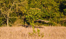 Image of Giant anteaters