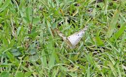 Image of White Peacock