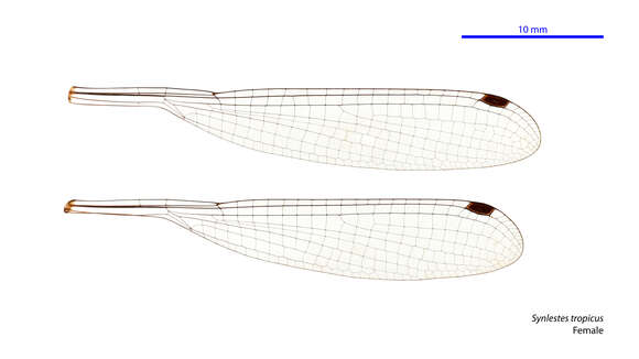 Image of Synlestes tropicus Tillyard 1917