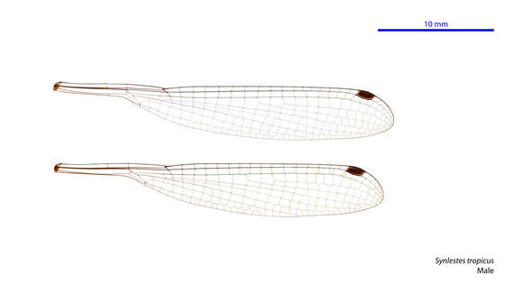 Image of Synlestes tropicus Tillyard 1917