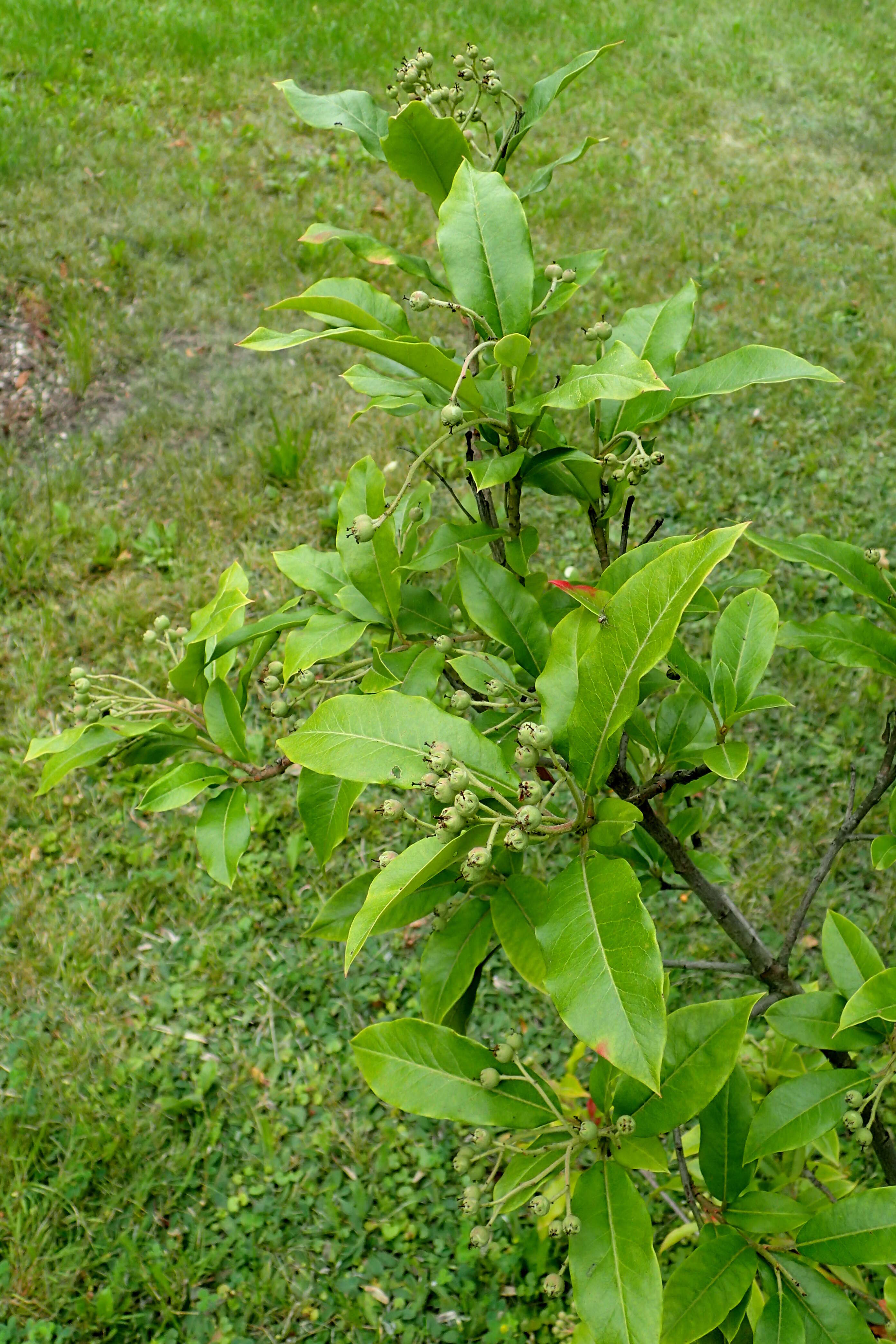 紅果樹的圖片