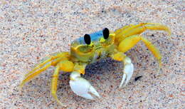 Image of Atlantic Ghost Crab