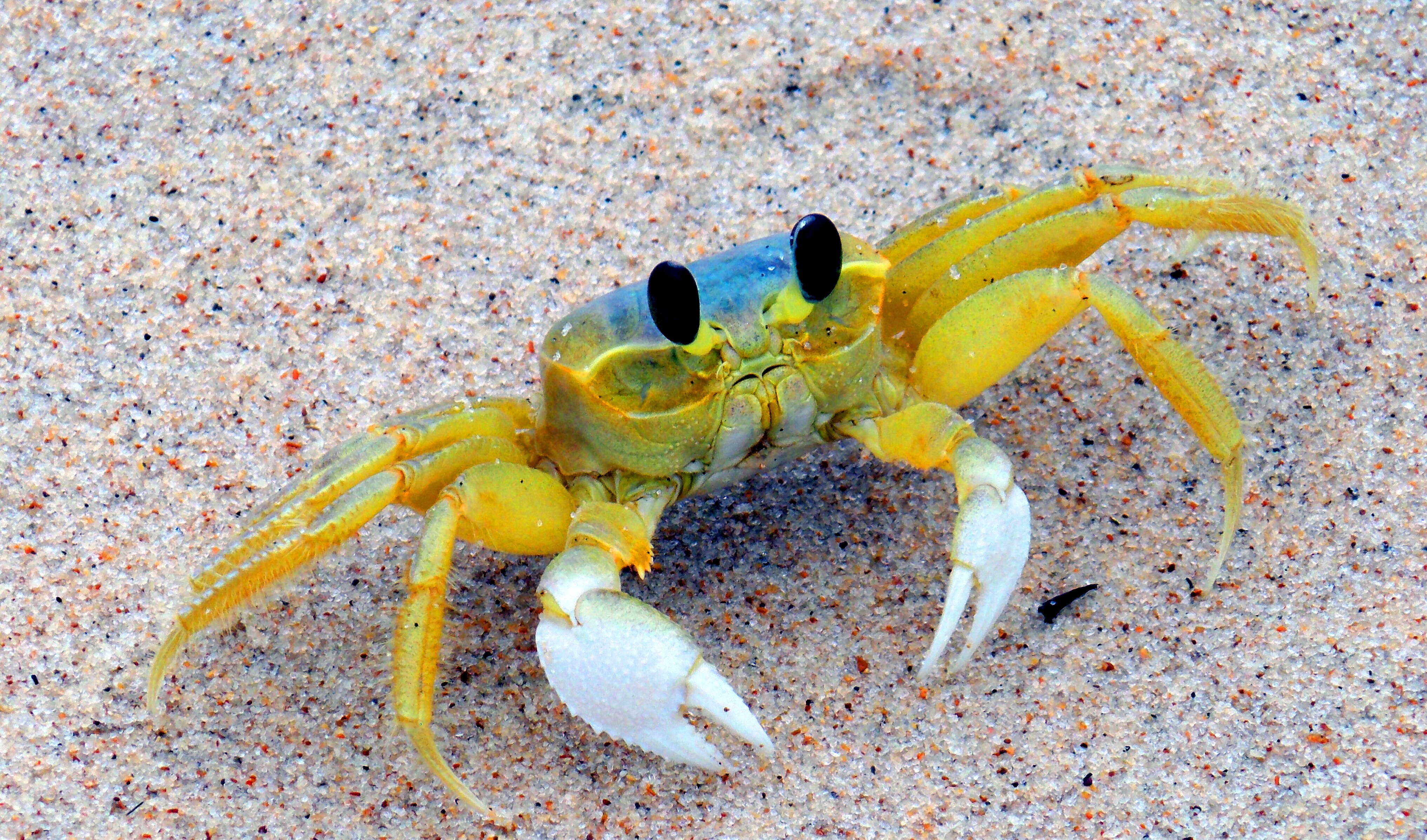 Image of Atlantic Ghost Crab