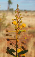 Image of Acacia dictyophleba F. Muell.
