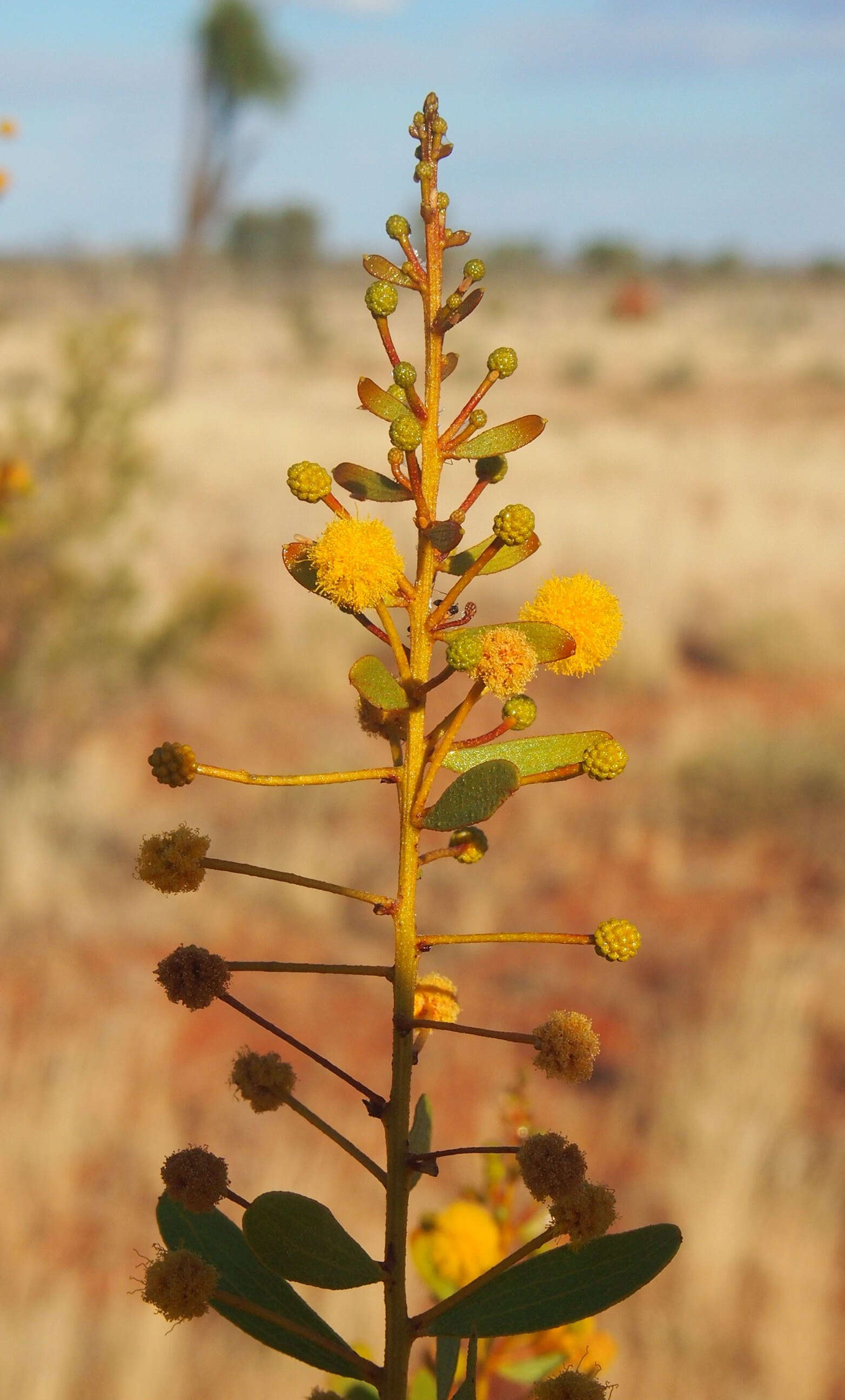 Image of Acacia dictyophleba F. Muell.