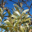 Image of Acacia elachantha M. W. McDonald & Maslin