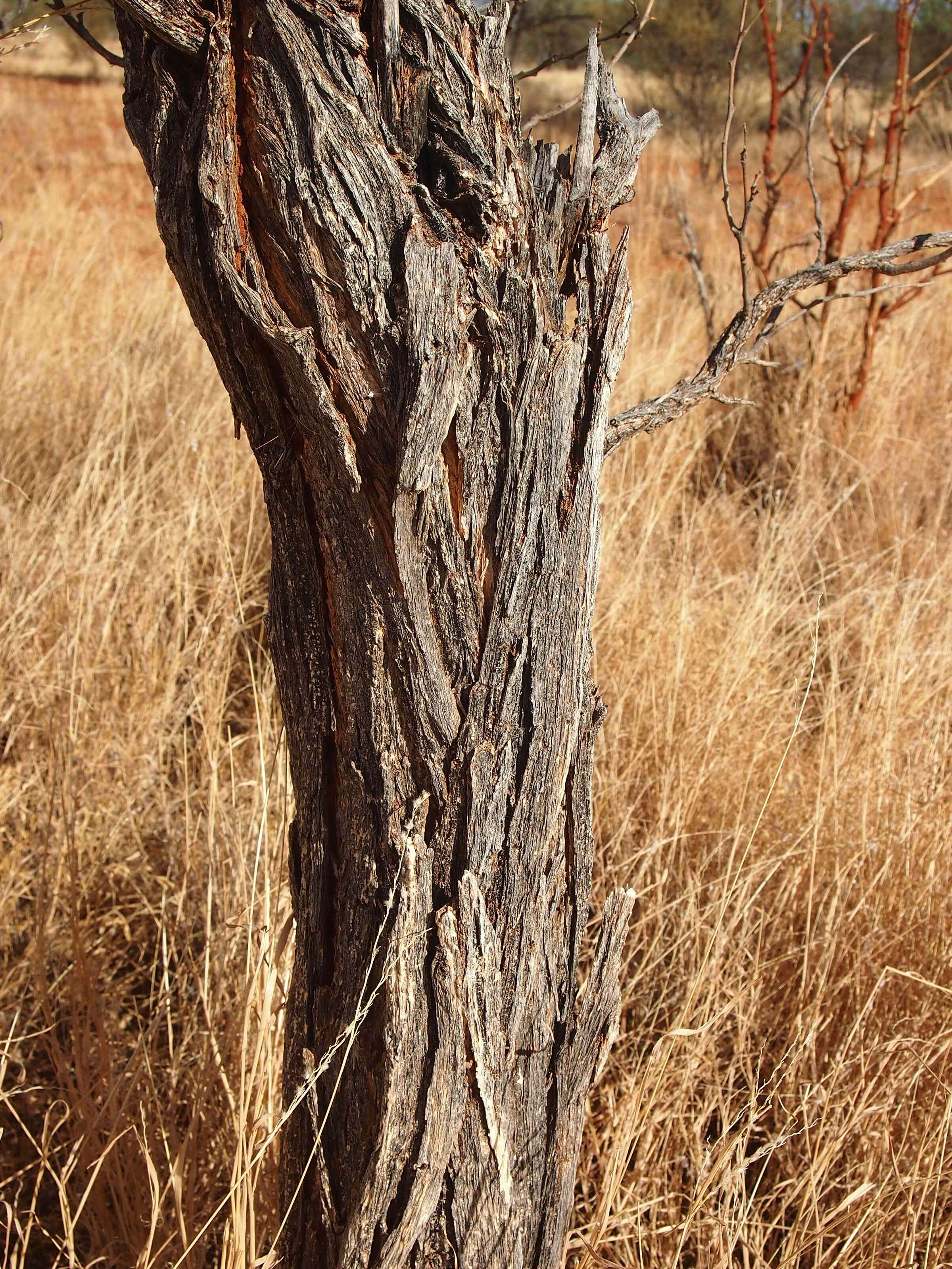 Image of Acacia coriacea subsp. sericophylla