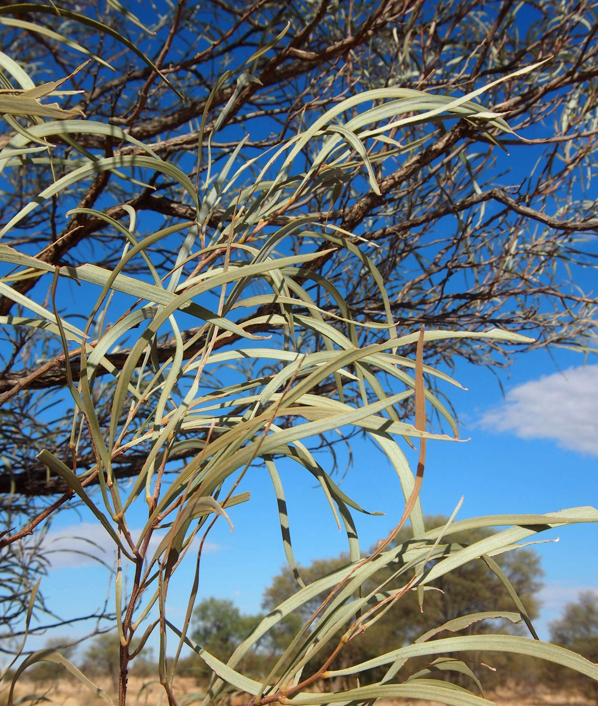 Image of Acacia coriacea subsp. sericophylla