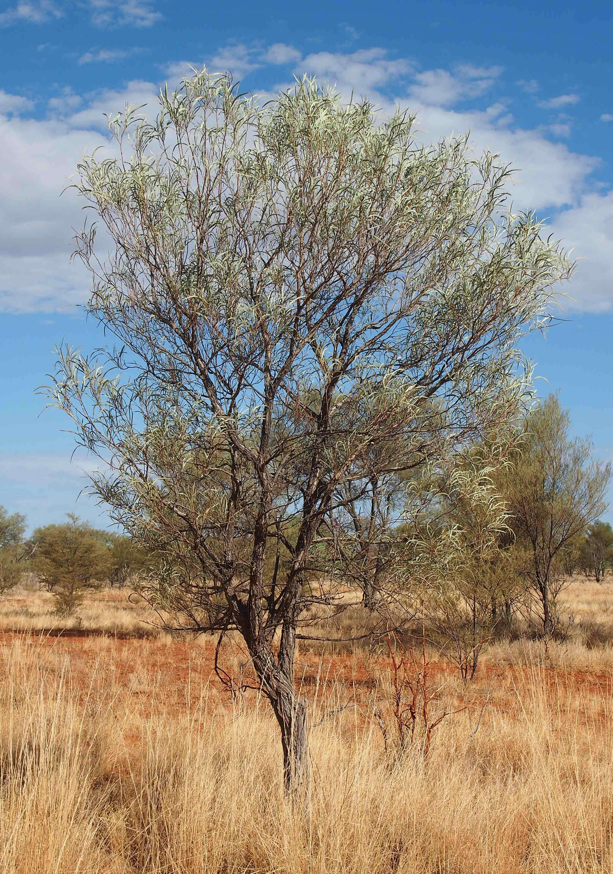 Image of Acacia coriacea subsp. sericophylla