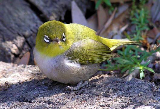 Zosterops lateralis chloronotus Gould 1841 resmi