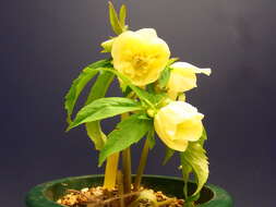 Image of Hellebore