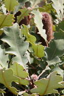 صورة Banksia solandrii