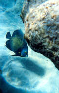 Image of Angelfish