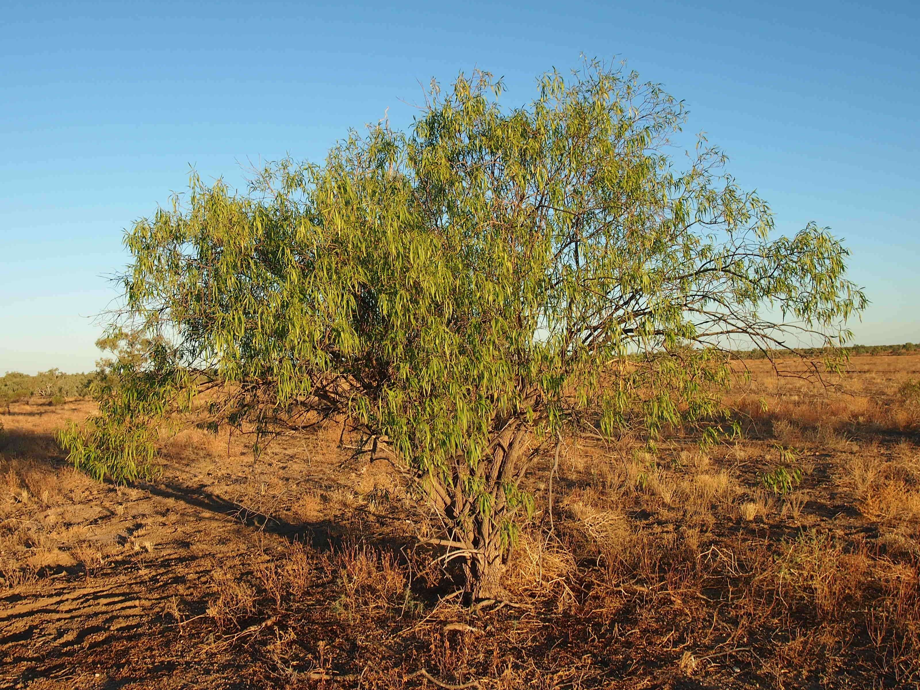 Imagem de Eremophila bignoniiflora (Benth.) F. Muell.