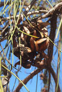 Image de Hakea chordophylla F. Müll.