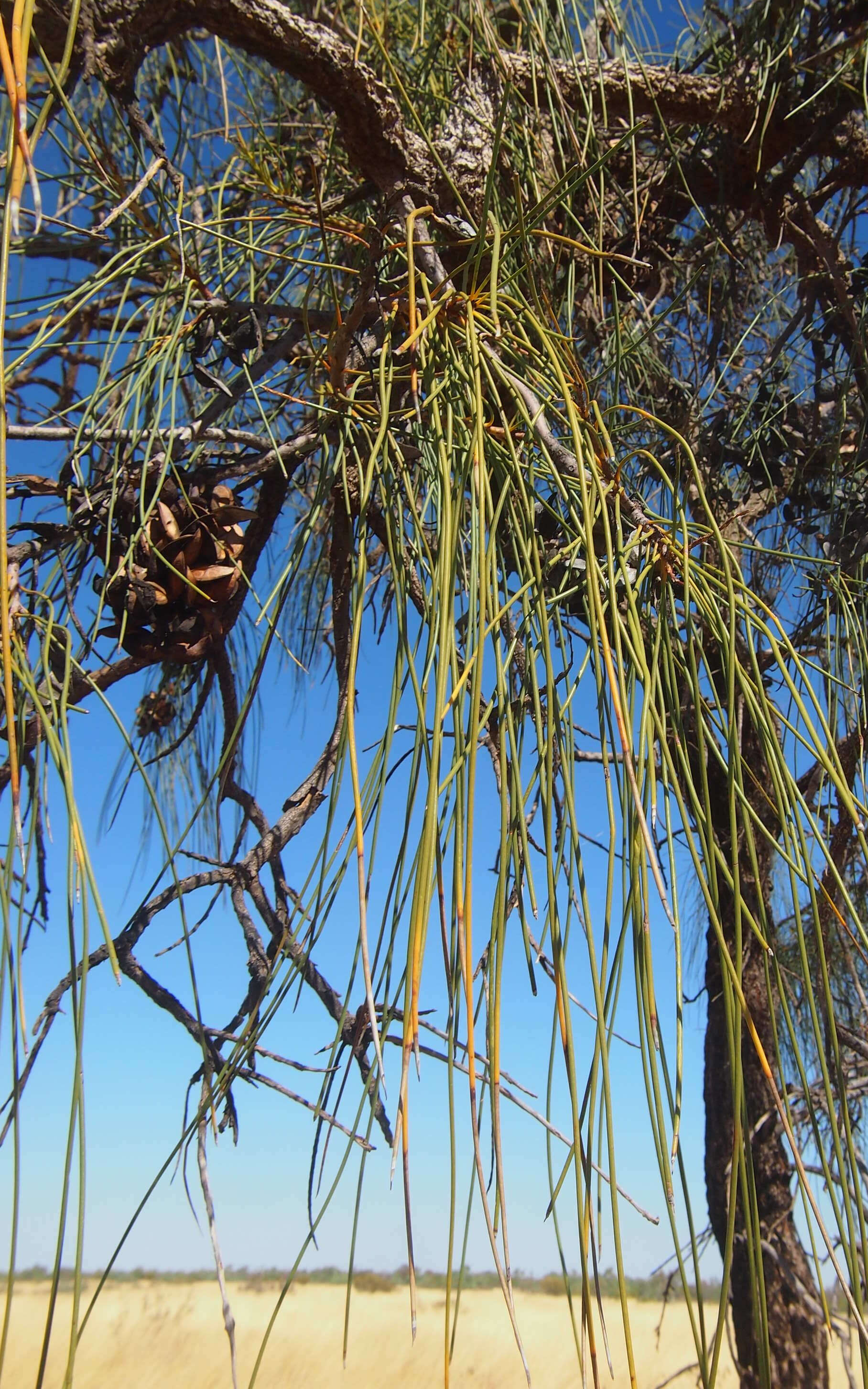 Image de Hakea chordophylla F. Müll.