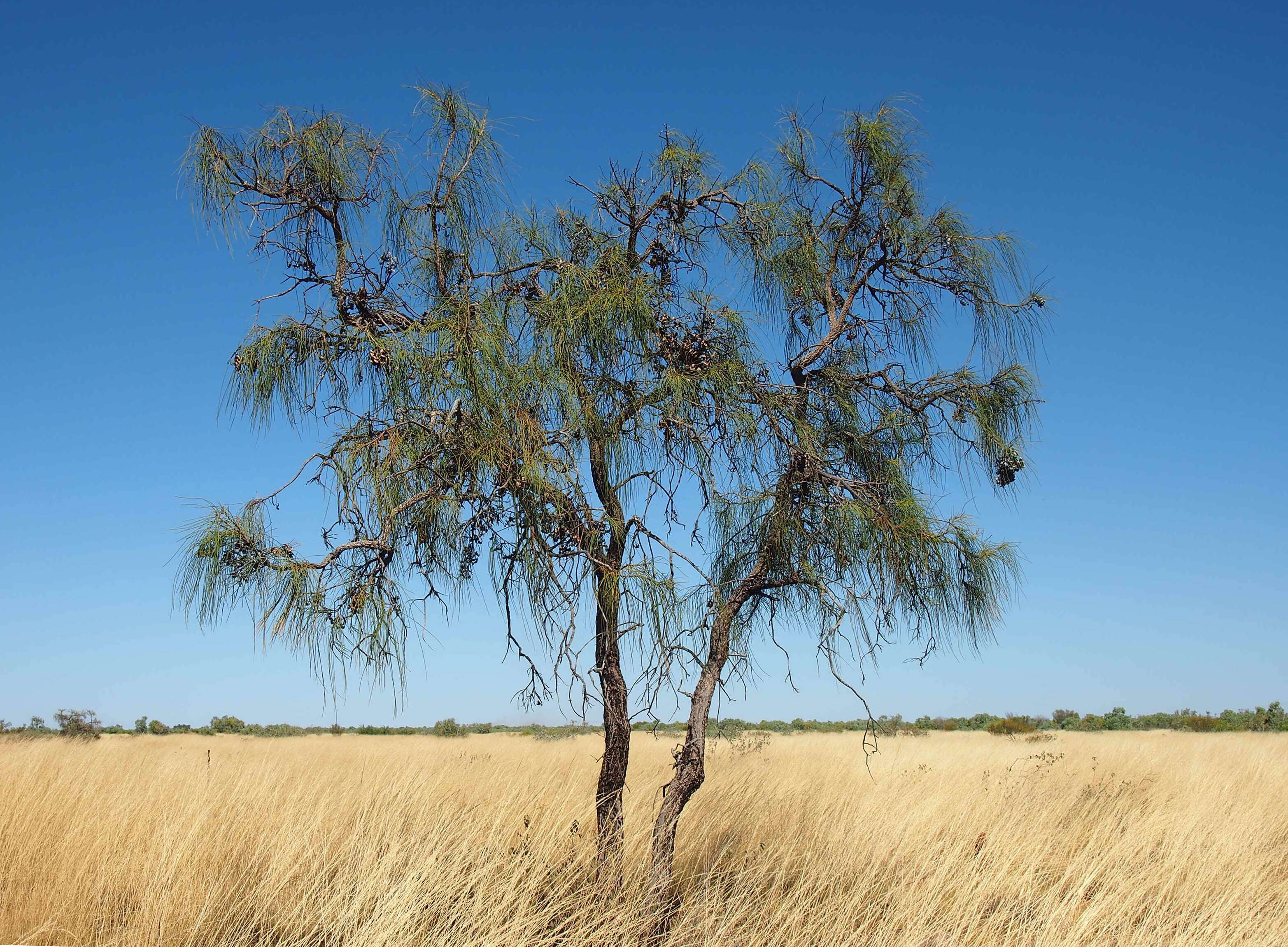 Image de Hakea chordophylla F. Müll.